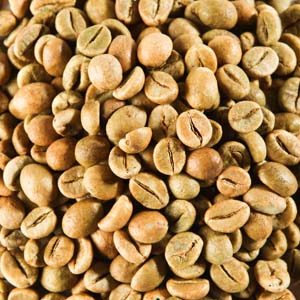 Robusta coffee bean suppliers  Robusta is much cheaper than Arabica  but it is also worse for the environment and your taste bud