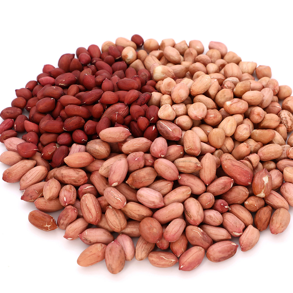 Premium quality Raw Bold peanuts 40/50 Nature 100% Organic Raw Peanuts Groundnut Healthy Export from India